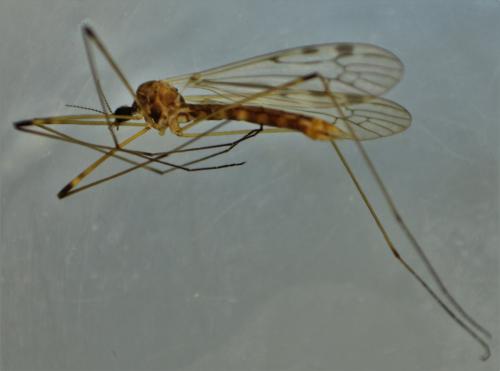 Limonia dilutior